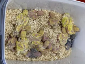 للبيع فروخ لوف بيرد