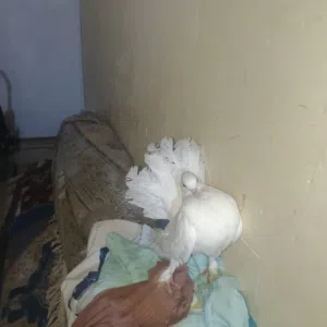 حمام للبيع الزوج 20 وبي مجال