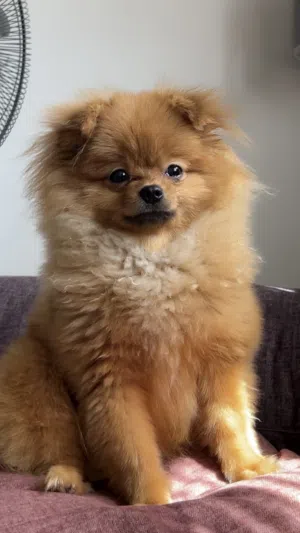 Male pomeranian