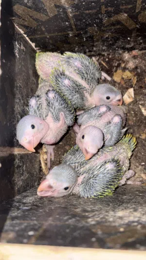 للبيع فروخ الدره الهندية