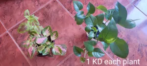 Indoor plants