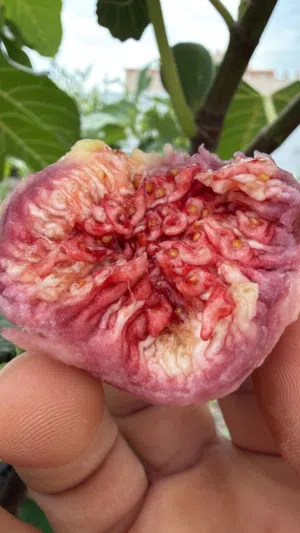 تين صنف ممتاز حجم وطعم وغزارة