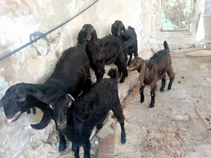 ‏ماعز‏1