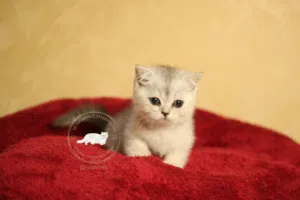 British shorthair/scottish fold بريتيش شورت هير/ سكوتش فولد