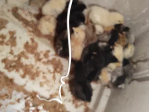 صيصان للبيع بلدي