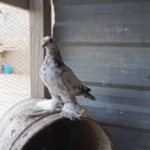 حمام للبيع