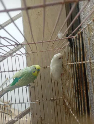 عدد 2 كوبيات بقلينو للبيع