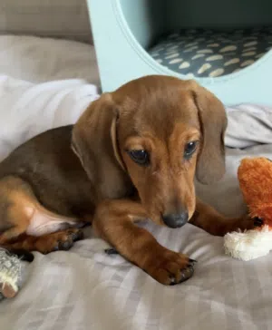 Dachshund Puppy