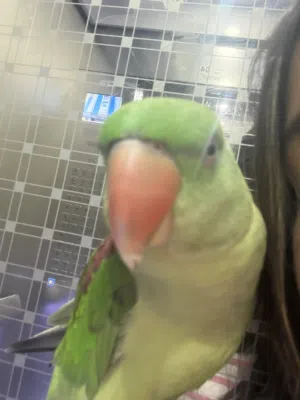 Alexandrian parakeet parrot