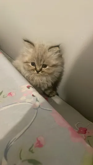 Chinchilla4