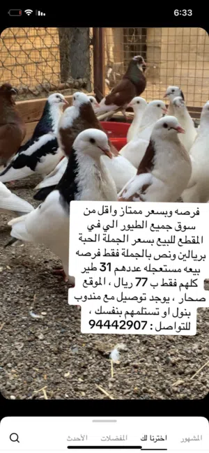 طيور للبيع فرصه واقل من سوق رخاص شوف الوصف مهم ..