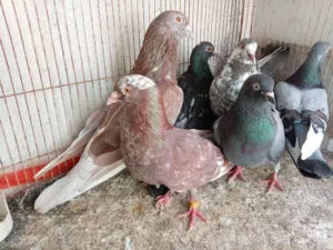 Kuwaiti pigeon for sale بيع حمام  قوتي