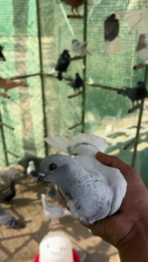 للبيع حمام سوري