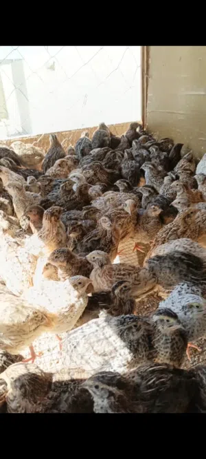 بيض فري مخصب سوبر جامبو