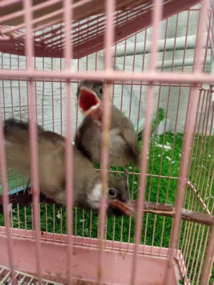 للبيع للابيل صحه نضافه حجم افنينهم اب 15