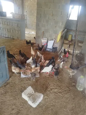 Chickens0