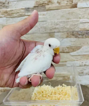 للبيع فروخ لوف بيرد روز ربوه متعلمين علي العس بالابره