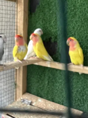 غندور روز عيون حمر