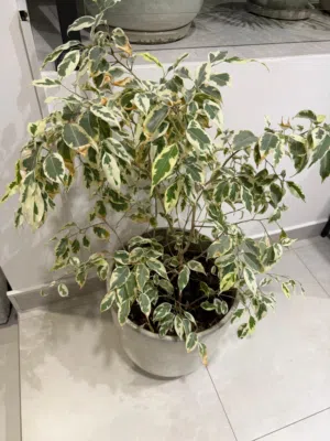 Indoor Plant Ficus benjamina 'Starlight" with Ceramic Pot 95 CM Height