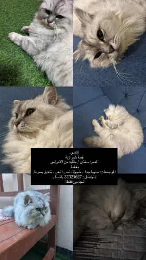 قطة شيرازية للتبني