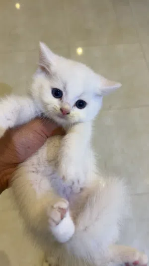 كيتن سكوتش بيور للبيع