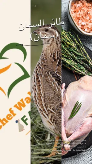 فري طائر السمان او السلوى (مزرعة الشيف وهيب للزغاليل و الفري )