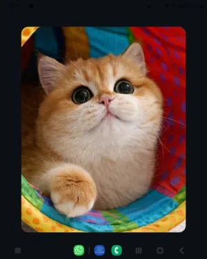 المطلوب: ذكر بريتش للتزاوج NY12 باللون فاتح   (Golden Chinchilla
