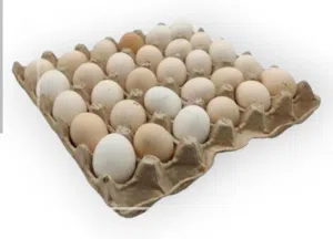 بيض بلدي للتفقييس