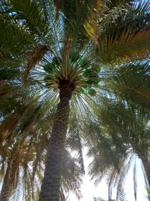 ارض زراعيه  ضاحية في بلدة الوهره ولاية عبري