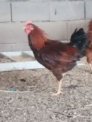 دجاج كويتي