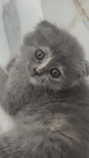 قطوه جميله أنثى