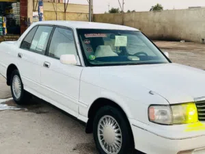 راس الثور أرنب