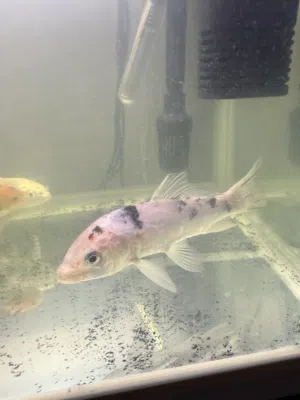 3 koi 2 male 1 female