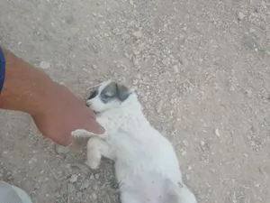 ‏أخرى‏0