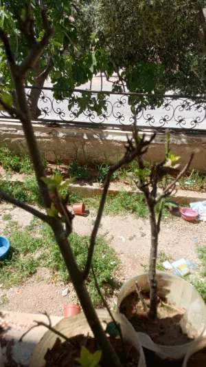 اشجار غار صغيره