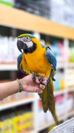 Blue & Gold Macaw   ببغاء مكاو أزرق jumbo size