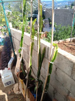 شتلات دراغون فروت