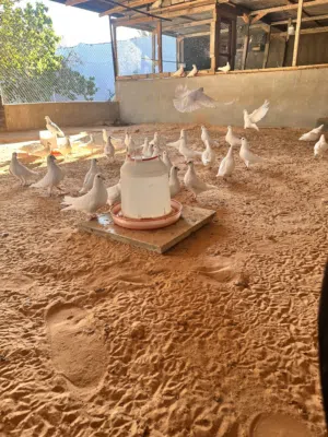 حمام فرنساوي
