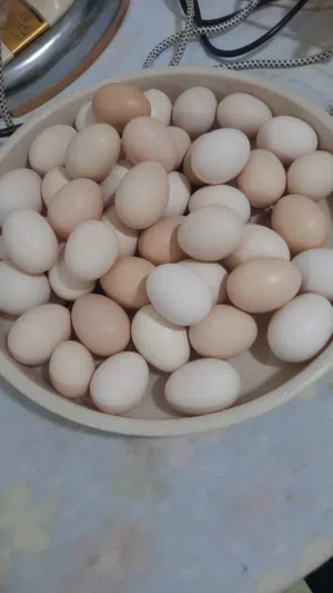 بيض للبيع عماني