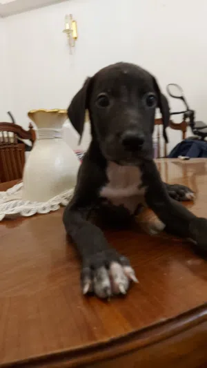جريت دان جراء Great Dane pappi