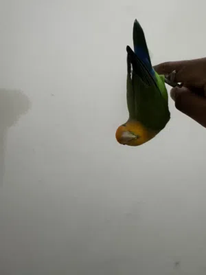 طير حب أليف