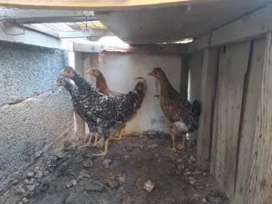 ‏دجاج‏0