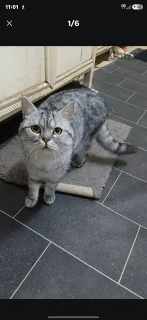I want to sell my male cat lovely and caring