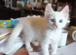 قطط بيضاء دو أعين زرقاء