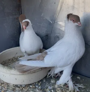 متاح جواز حمام حلوه وشغاله كفاله للبيع