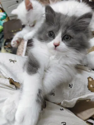 cat for adoption pair 1200aed only female and male kitten  8weeks kittens