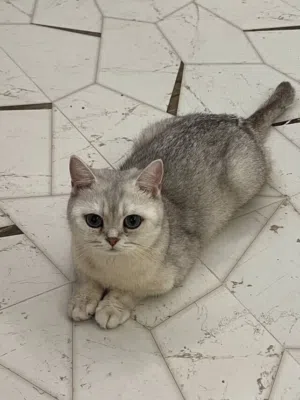 أنثى سكوتش ستريت سلفر