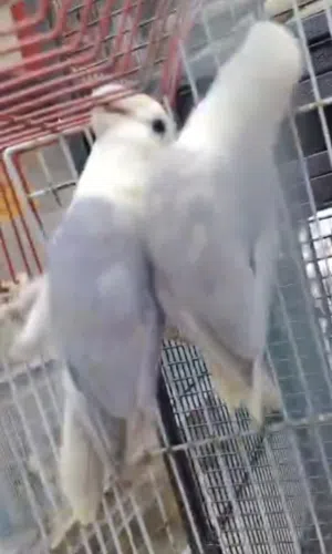 للبيع زوج روز