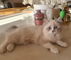 Himalayan4