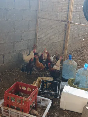 دياكه عمانيات اصل